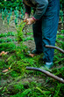 © Concept Photo Studio - Homme récoltant des carottes dan le potager