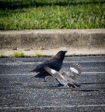 Close-up Shot Of A Mockingbird And Crow Screaming
