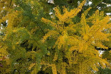 Wall Mural - Herbstfarben am Gingkobaum