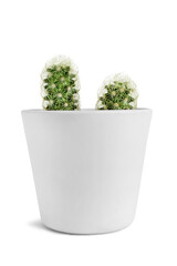 Wall Mural - Potted cacti isolated