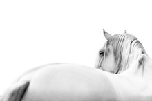 White Horse In Fine Art Style Looking Over His Back With A Clean White Background