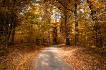 Wall Mural - Road in the autumn forest.