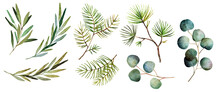Winter Greenery Branches Collection In PNG. Pine-tree, Eucalyptus, Christmas Tree, Rosemary, Holly Berries