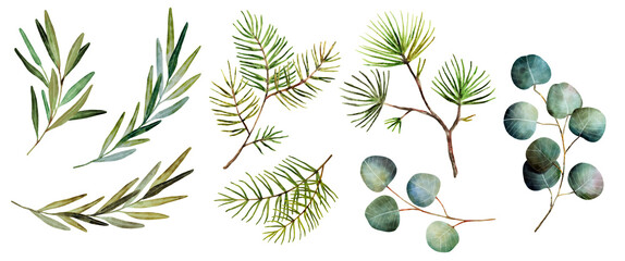 Wall Mural - Winter greenery branches collection in PNG. Pine-tree, eucalyptus, christmas tree, rosemary, holly berries