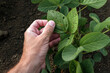 © Bits and Splits - Farmer examining damaged soybean crop leaves in cultivated field, closeup of male hand touching plant