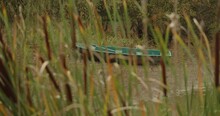Swaying Narrowleaf Cattail With Dinghy Boat At Background On A Breeze Morning. Rack Focus Shot