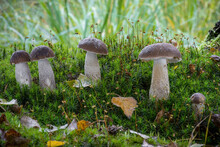 Group Of Edible Mushrooms Commonly Known As Birch Bolete