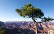 Lonely  tree in front of Gran Canyon