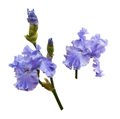 Wall Mural - Set of purple iris flowers and buds isolated on white