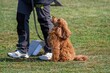 pet dogs competitions of skill and obedience