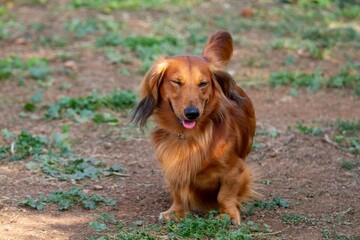 pet dogs competitions of skill and obedience