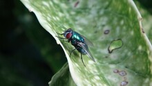 Female Common Green Bottle Fly (Lucilia Sericata) Sitting On A Spotted Laurel Leaf