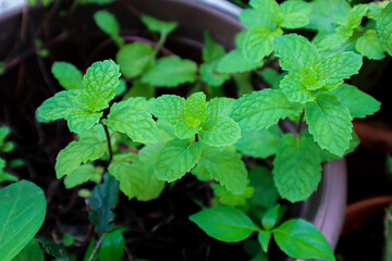 Peppermint planted in a pot