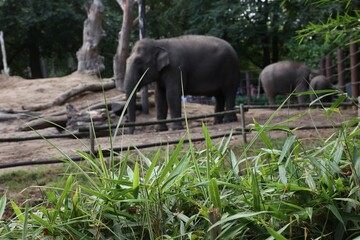 Poster - Group of adorable elephants walking in zoological garden