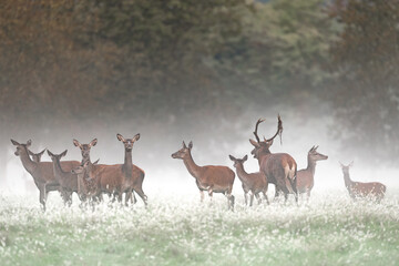 Wall Mural - Herd of deer wrapped by fog (Cervus elaphus)