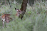 Fototapeta Zwierzęta - Beautiful deer female at grazing in the forest (Cervus elaphus)