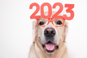 Dog in glasses 2023 for the new year. Golden Retriever for Christmas sitting on a white background with red glasses. Postcard with space for text for the new year with a pet.