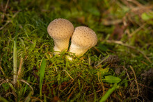 Puffball White Mushroom With Spikes