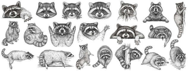 vintage engrave isolated raccoon set illustration cut ink sketch. wild pet background line racoon co