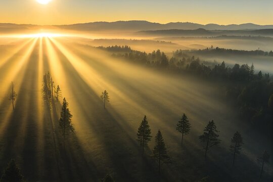Wall Mural -  - sunrise in the forest