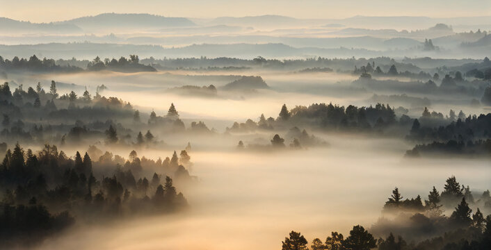 Wall Mural -  - morning mist over the river