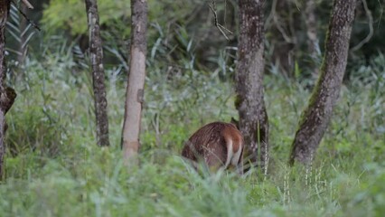 Wall Mural - Young deer female at grazing in the woods (Cervus elaphus)