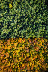 Wall Mural - Green and yellow foliage in autum season forest, aerial drone view