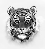 Fototapeta  - Portret tygrysa, szkic, ilustracja, rysunek, sztuka cyfrowa