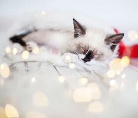 Wall Mural - Kitten sleep in christmas hat