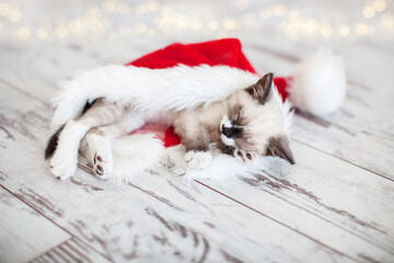 Wall Mural - Kitten sleep in christmas hat