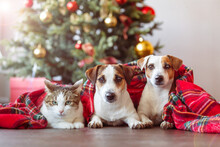 Cat And Dogs Under A Christmas Tree