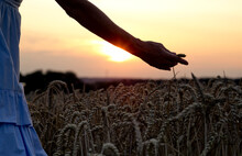 Hand Of Senior Woman Touching Ear Of Wheat In Field