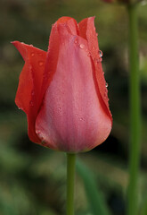 Sticker - Blooming Tulip