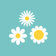 © worldofvector - Three daisy chamomile set. White camomile icon. Cute flower plant collection. Love card. Cartoon kawaii funny character. Growing concept. Flat design. Green background.