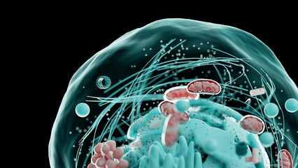 human cell