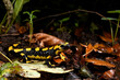 Feuersalamander // Fire salamander (Salamandra salamandra terrestris) - Wuppertal, Gernany