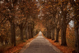 Fototapeta Natura - A rural road, tree-lined in autumn, offers a tranquil and picturesque countryside view.