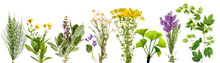 Large Variety Of Medicinal Plants 2, Transparency Background