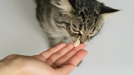 Wall Mural - Owner giving medicine or vitamins in a pill to kitten. Pills for animals. Medicine and vitamins for pets.