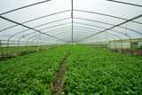 Fototapeta  - Rural vegetable planting base in China