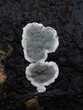 Kretzschmaria deusta aka brittle cinder fungus on dead wood. UK macro, closeup.