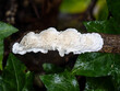 A white crust fungus, probably Byssomerulius corium, on a twig. UK.