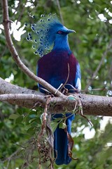 Wall Mural - Vertical shot of a Victoria crowned pigeon sitting on a tree branch in a park