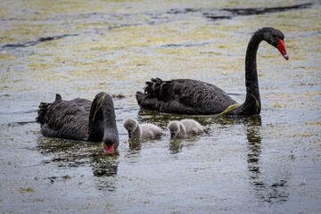 Poster - Closeup of the black swans family floating on the water's surface. Cochrane, Australia.