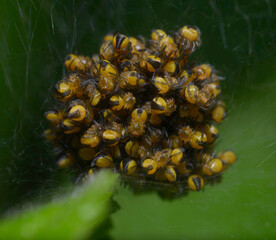 Wall Mural - young baby yellow garden spiders Argiope aurantia, nest