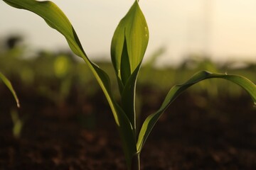 Sticker - Closeup shot of a young corn plant in a field against a blurred background