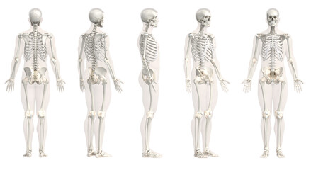 3d rendered medical illustration of the male skeleton