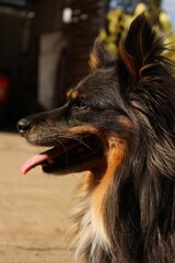 Wall Mural - Vertical portrait of a dog