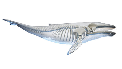 whale anatomy