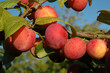Prunier , Prune, Prunus domestica , Variété Reine Claude Violétte